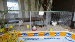 Kükenschau 2019